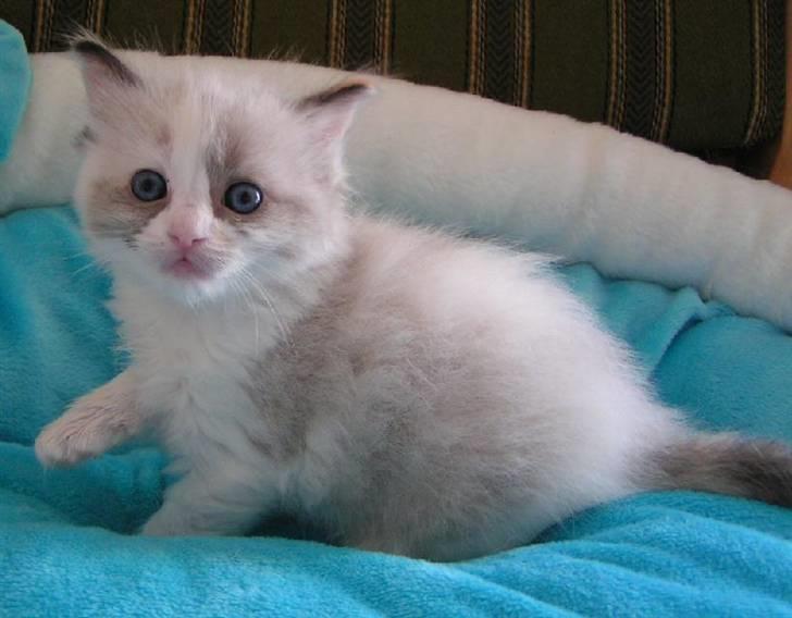 Ragdoll Big-Bang Karlsvognen Uma billede 8