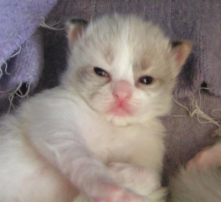 Ragdoll Big-Bang Karlsvognen Uma billede 9