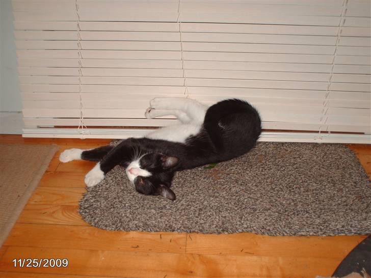 Huskat zenta billede 11