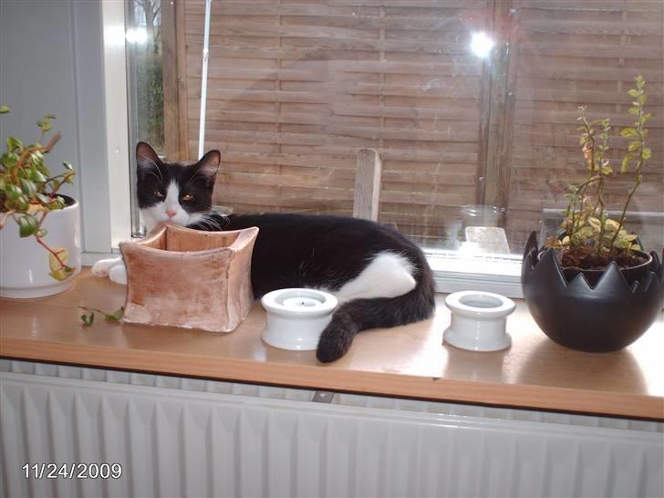 Huskat zenta billede 12