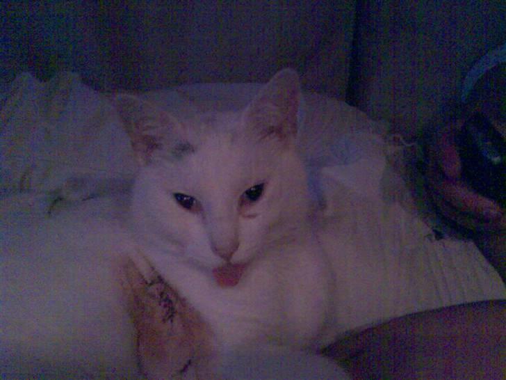 Huskat Peter - Et billed da han lige er kommet hjem fra dyrelægen og havde været bedøvet :) (stadig påvirket) :P billede 9