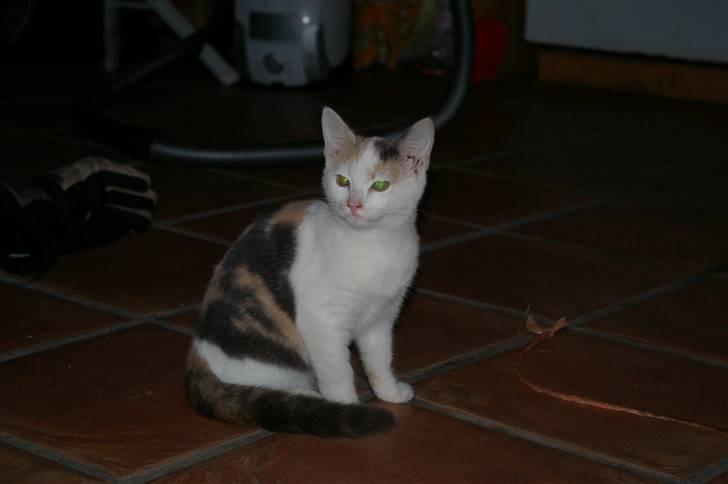 Huskat Pernille (død) billede 1