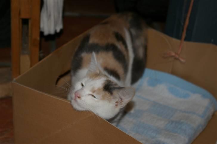 Huskat Pernille (død) billede 2