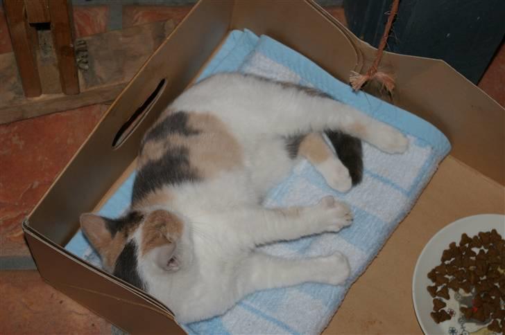 Huskat Pernille (død) billede 3