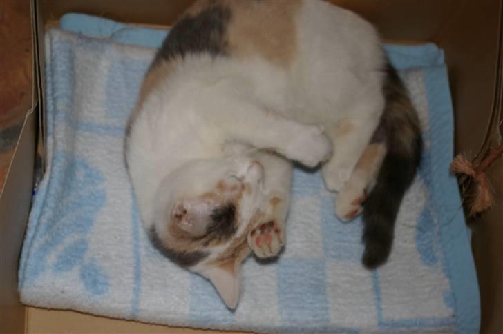 Huskat Pernille (død) billede 4