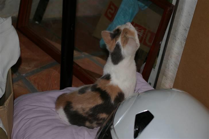 Huskat Pernille (død) billede 5