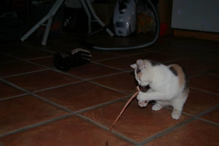 Huskat Pernille (død) billede 6