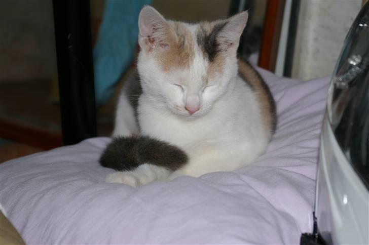 Huskat Pernille (død) billede 7