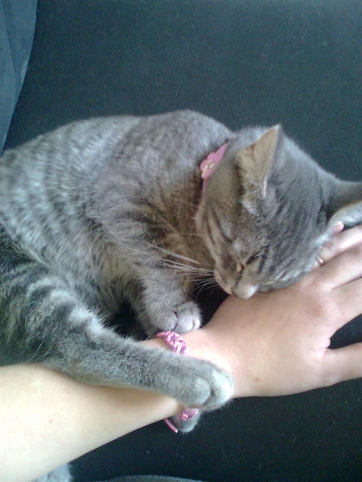 Huskat Misse billede 1