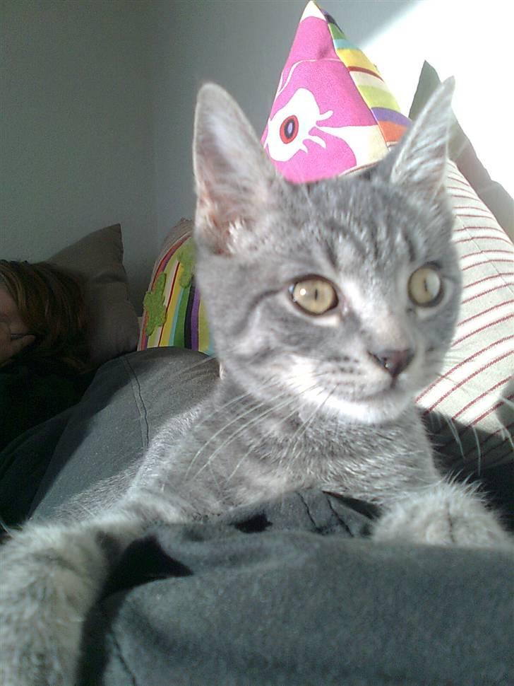 Huskat Misse billede 2