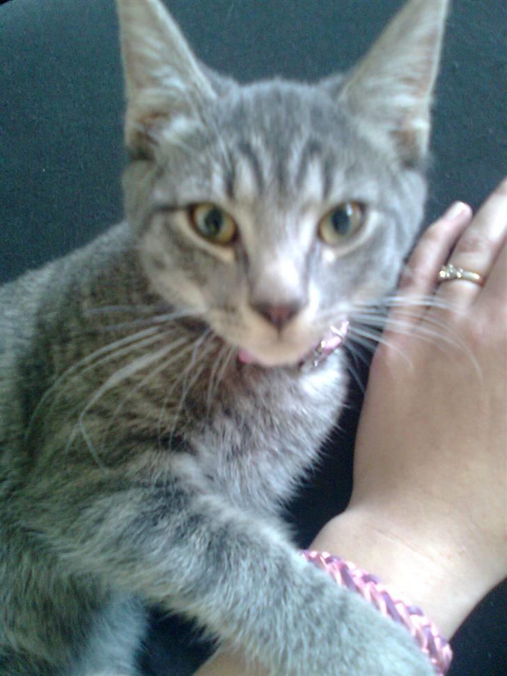 Huskat Misse billede 3