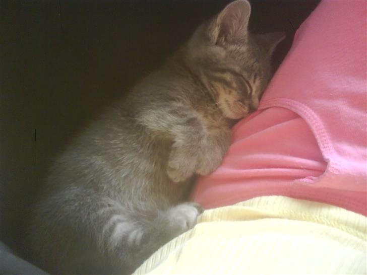 Huskat Misse billede 4