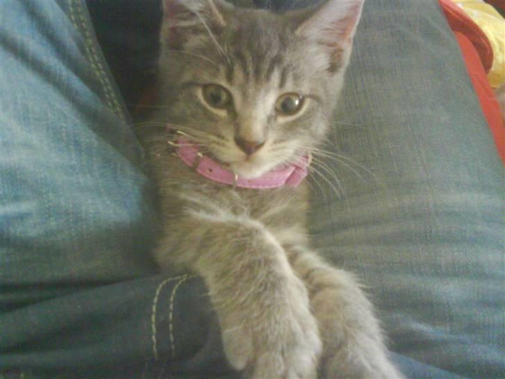 Huskat Misse billede 5