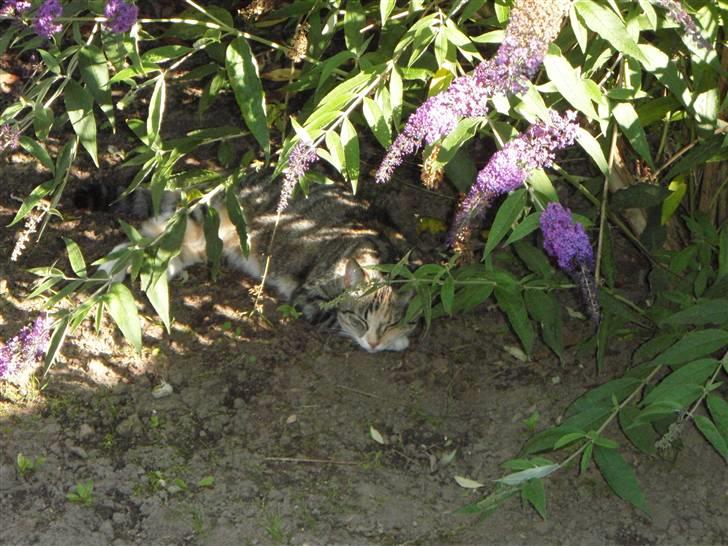 Huskat Feline - Feline nyder sommeren under en sommerfuglebusk :o)  billede 12