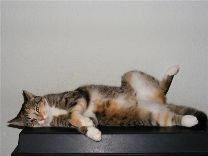 Huskat Feline - Felines yndlingsstilling, helt omme på ryggen, med benene spredt :o)  billede 13