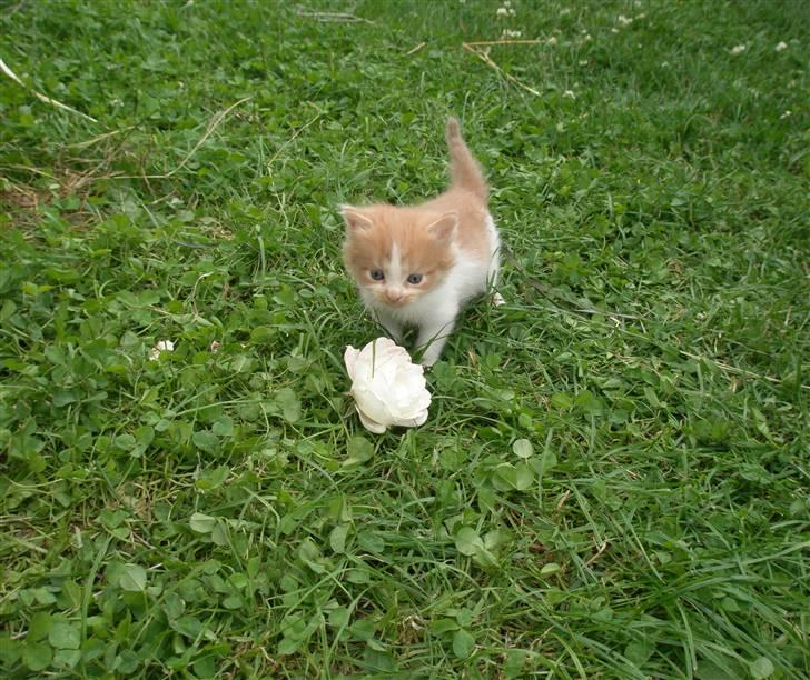 Blanding af racer Dumle billede 1