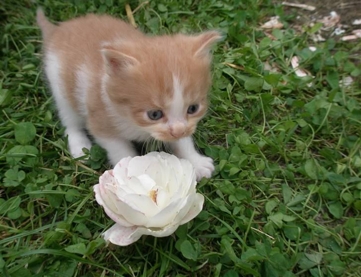 Blanding af racer Dumle billede 2