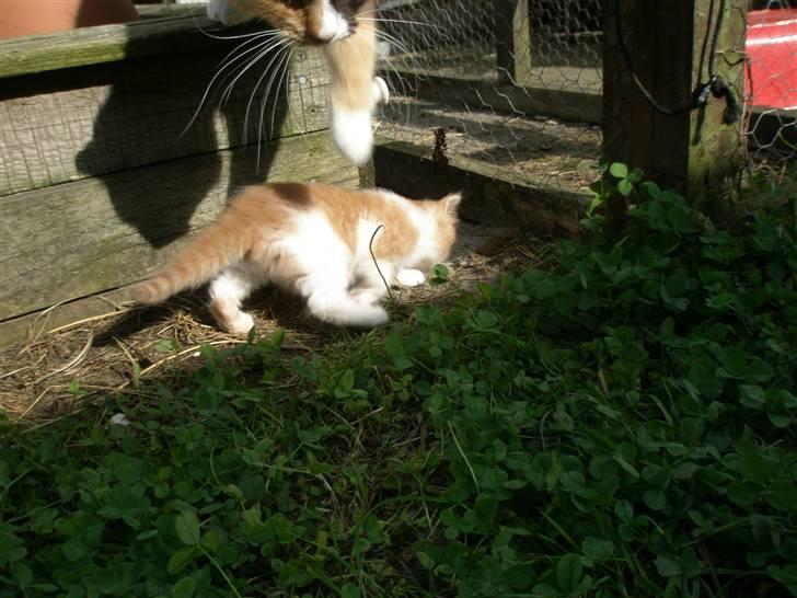 Blanding af racer Dumle - Uha? Det er sør´me spændende.. Jeg tror liiige.. billede 3