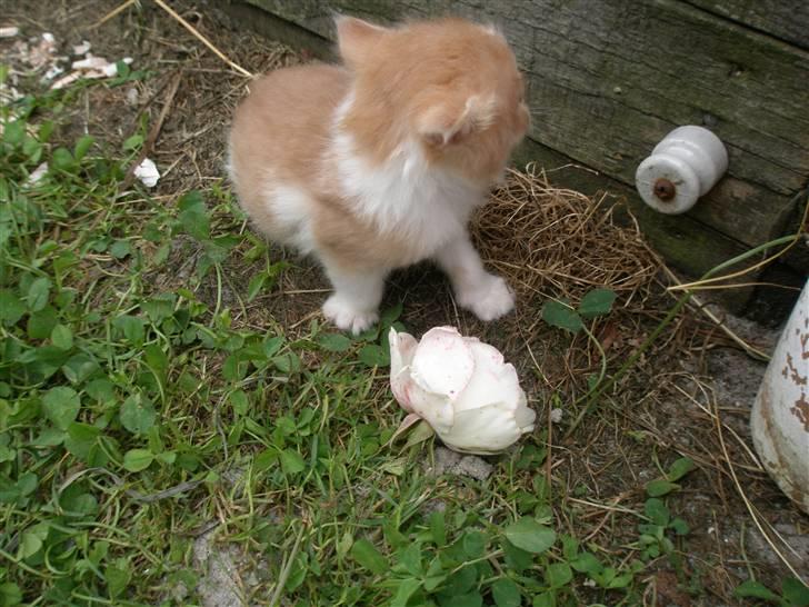 Blanding af racer Dumle - "Hold nu op!"  billede 4