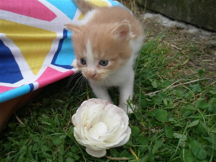 Blanding af racer Dumle billede 5