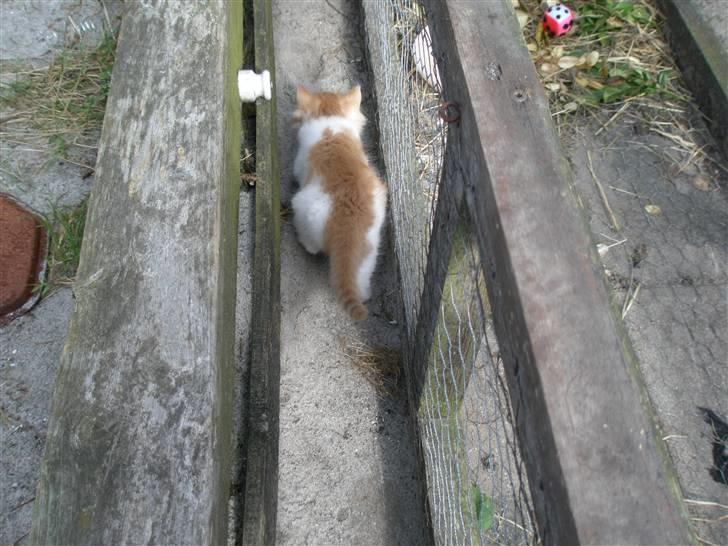 Blanding af racer Dumle - Dumle på afveje. billede 6