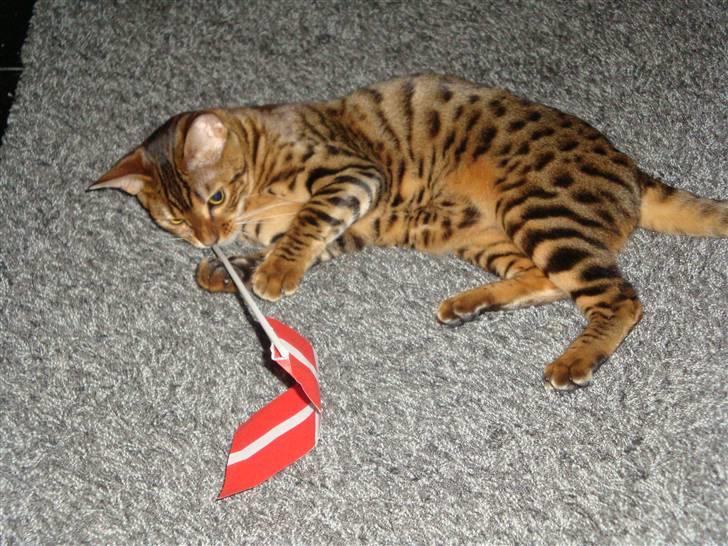 Bengal Freja - Mine mennesker har lært mig at flage fordi der skal holdes fødselsdag! billede 11