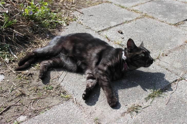 Blanding af racer Perle `Puma´<3 - soler sig lige lidt ;b billede 7