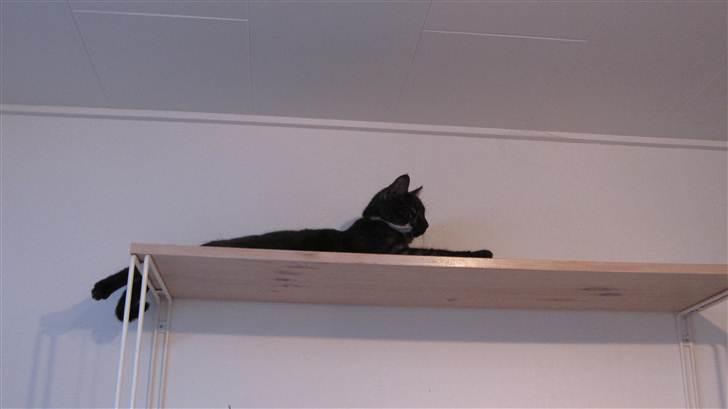 Blanding af racer Perle `Puma´<3 - perfekt udsigt ;b billede 8