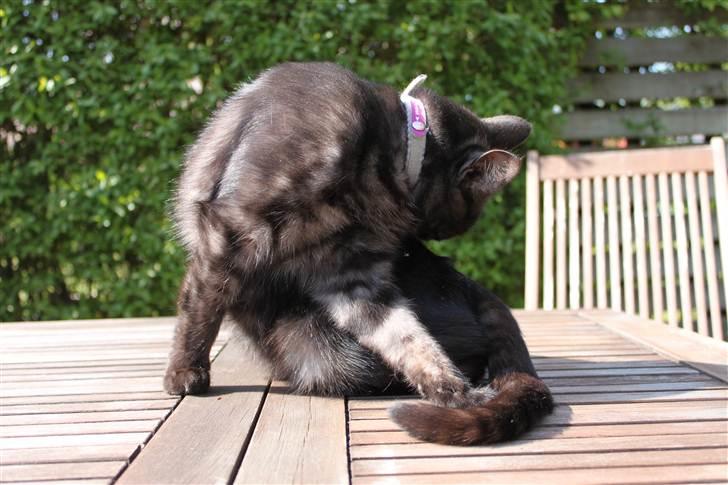 Blanding af racer Perle `Puma´<3 - skønhed! billede 9