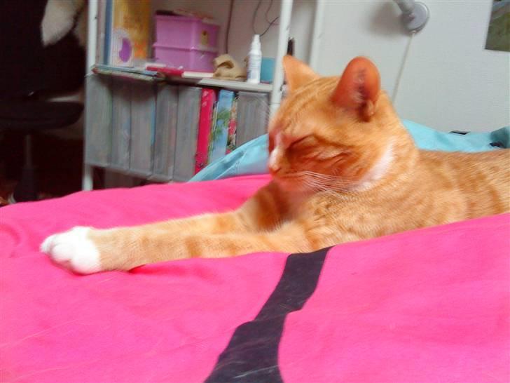 Huskat Garfild †R.I.P† sov sødt billede 7