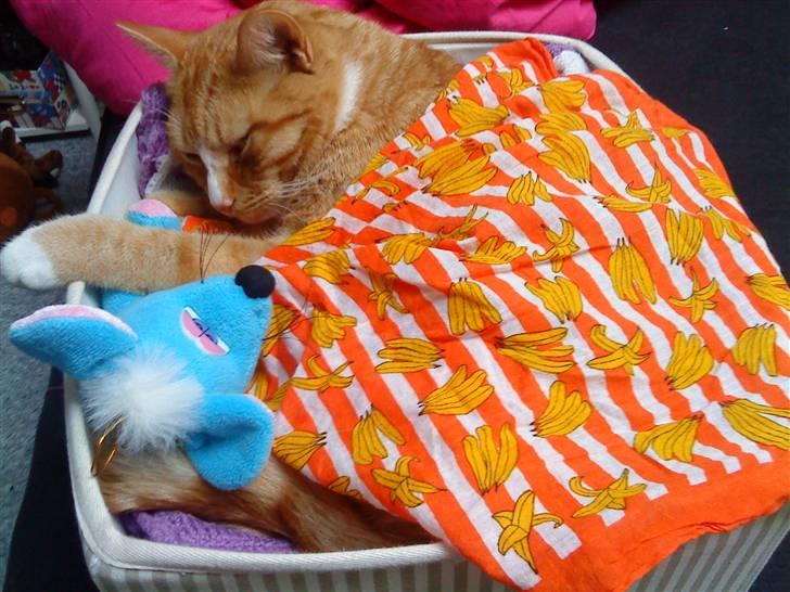 Huskat Garfild †R.I.P† sov sødt - shysssss garfilde sover med sin bamse :D<3 billede 8