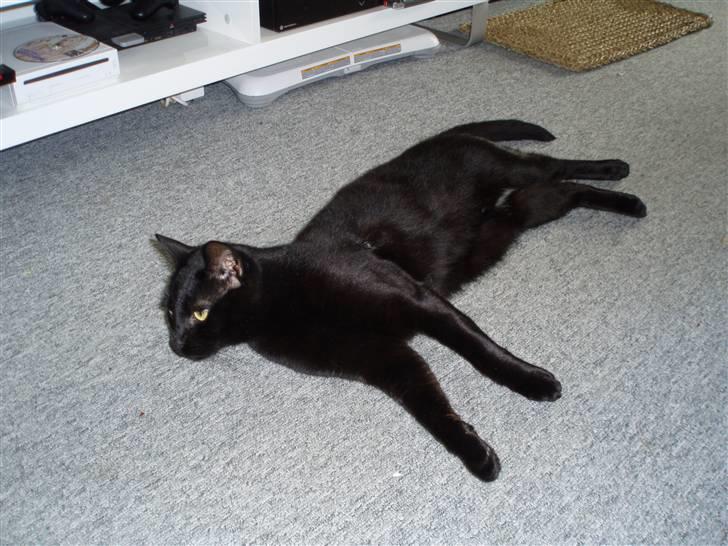 Huskat Bounty billede 16