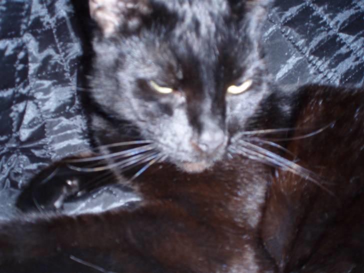 Huskat Bounty billede 17