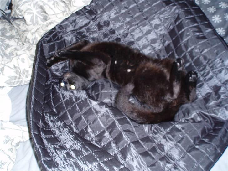 Huskat Bounty billede 18