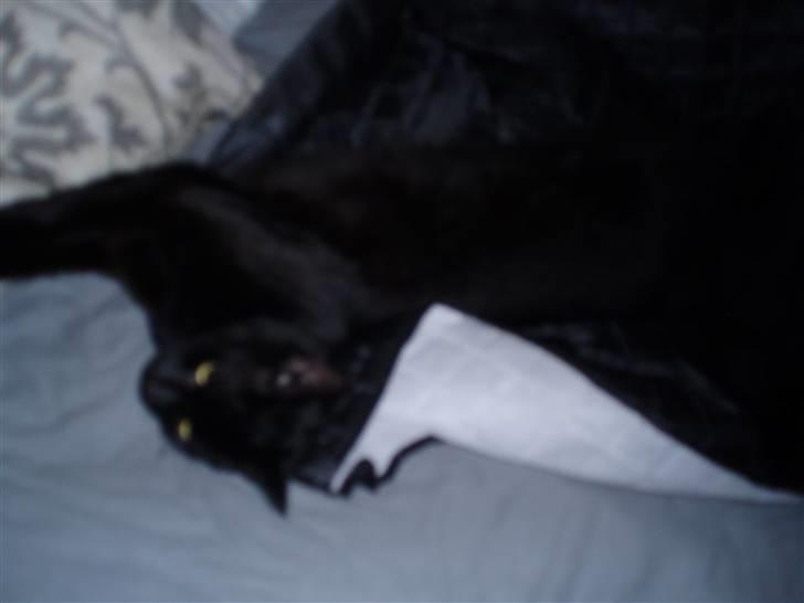 Huskat Bounty billede 19