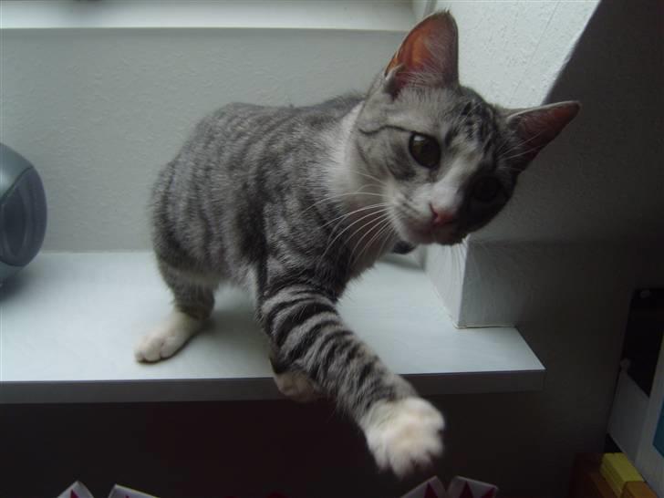 Blanding af racer Putte † billede 11