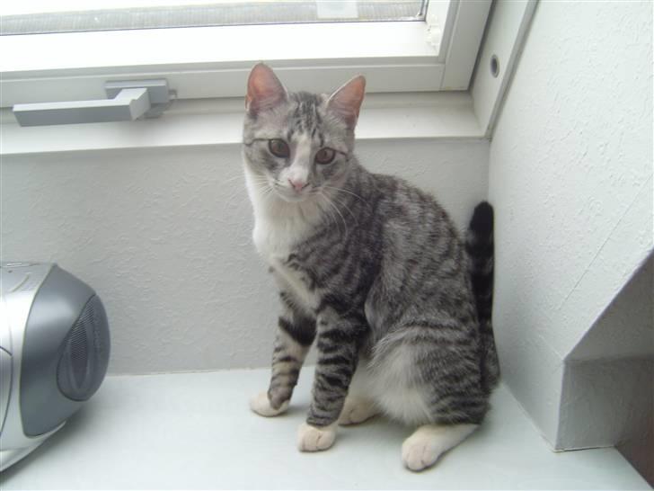 Blanding af racer Putte † billede 12