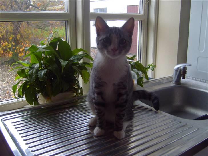 Blanding af racer Putte † billede 13