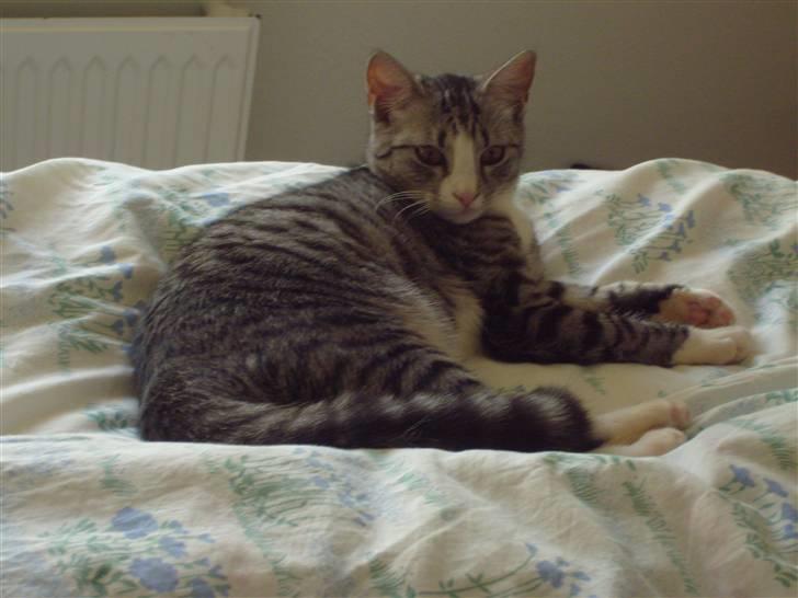 Blanding af racer Putte † billede 14