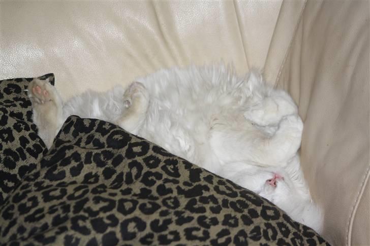 Blanding af racer Ice billede 19