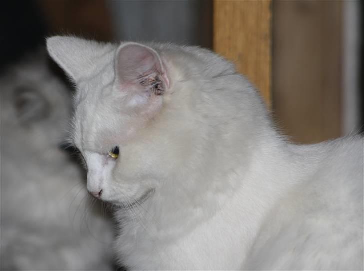 Blanding af racer Ice billede 20