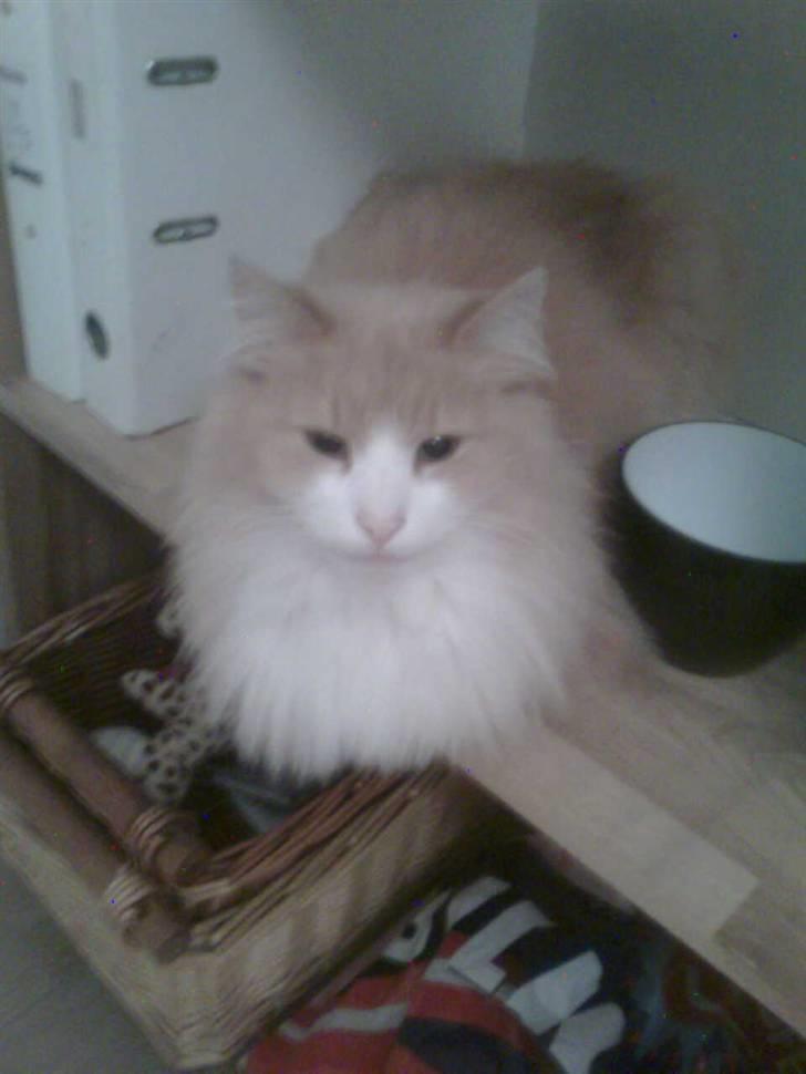 Norsk Skovkat DK Jyllands Brage Myto billede 9