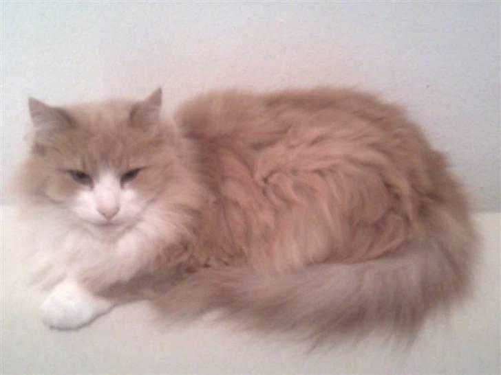 Norsk Skovkat DK Jyllands Brage Myto billede 10