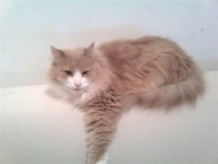 Norsk Skovkat DK Jyllands Brage Myto billede 11