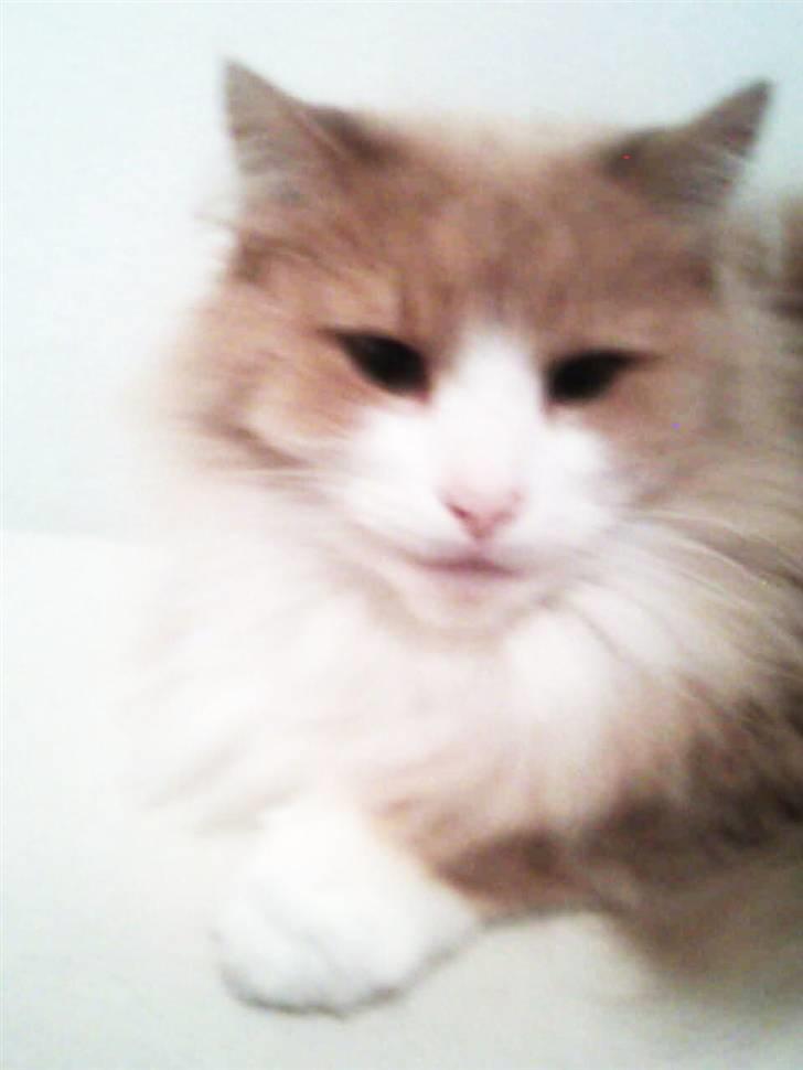 Norsk Skovkat DK Jyllands Brage Myto billede 12