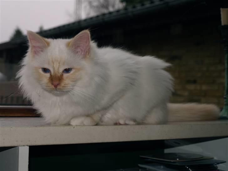 Hellig Birma Mikkel - December 09´ 4 mdr gammel billede 6