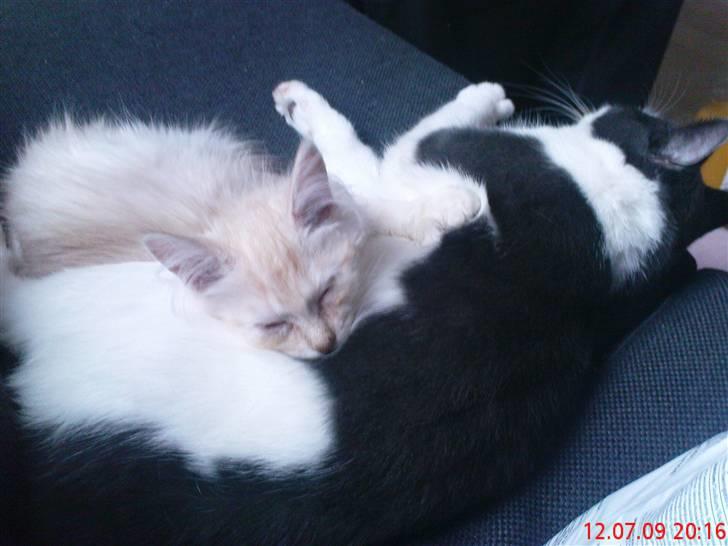 Blanding af racer Bella (P)  billede 6