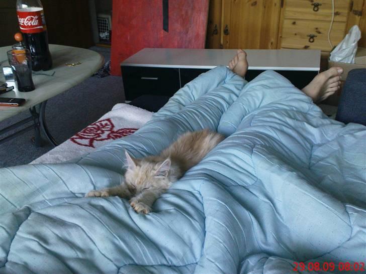 Blanding af racer Bella (P)  billede 7