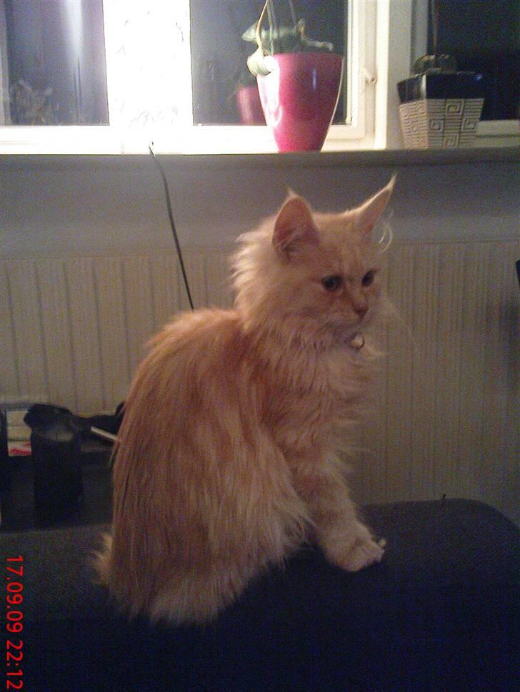 Blanding af racer Bella (P)  billede 8