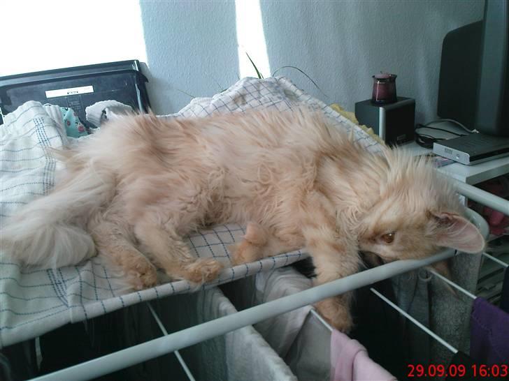 Blanding af racer Bella (P)  billede 9